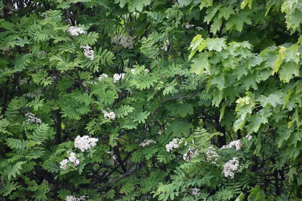 Çiçekteki kelebek .