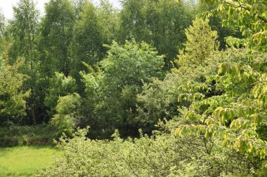 green forest in summer day