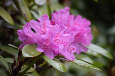 İlkbaharın başlarında parkta çiçek açan rhododendron.
