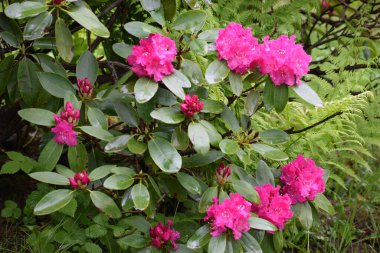 Bahçedeki yeşil çimlerin üzerinde rhododendron çiçeği