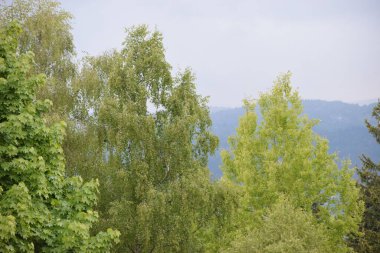 Ormanın güzel manzarası