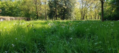 Parkın güzel manzarası