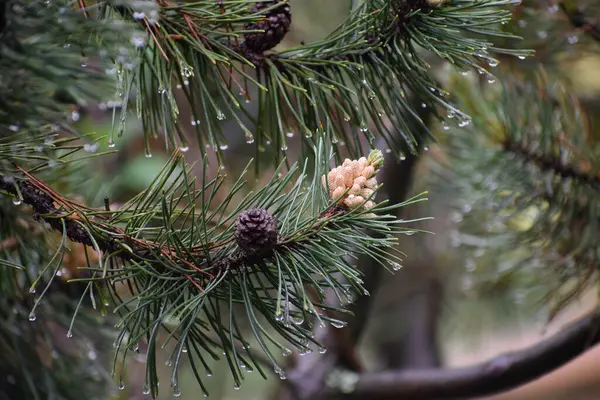 İğneler ve yağmur damlalarıyla çam ağacı dalı