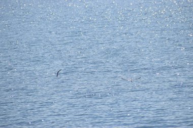 Suda uçan bir martı sürüsü.