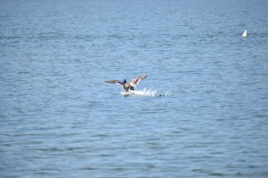 Beyaz kuyruklu yunus denizin üzerinde uçuyor.