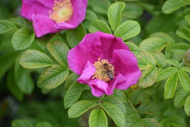 Güzel botanik fotoğrafı, doğal duvar kağıdı.