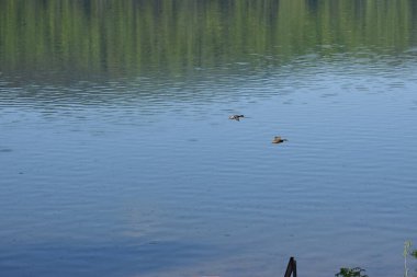 Parkta güzel bir göl manzarası