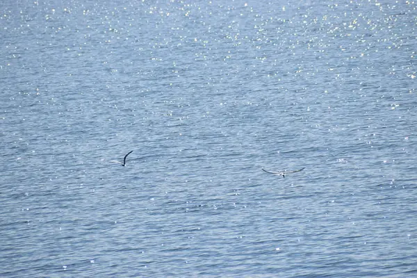 Suda uçan bir martı sürüsü.