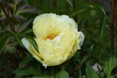 Güneşli yaz gününde bahçede yetişen güzel çiçekler.