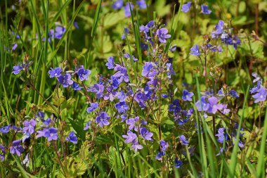 Yeşil çimlerin üzerinde güzel mor çiçekler.