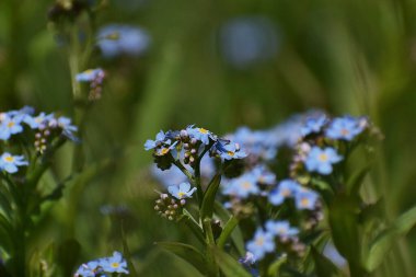 bahçede mavi çiçekler