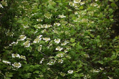 Bahçede beyaz çiçekler