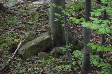 Dağlardaki ormanın güzel manzarası