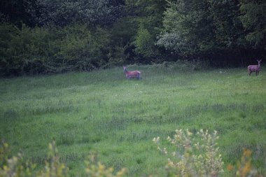 Ormandaki güzel vahşi atlar