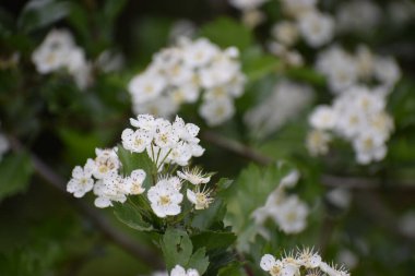 Bahçede büyüyen güzel beyaz çiçekler