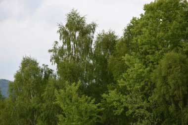 Ormanın güzel manzarası