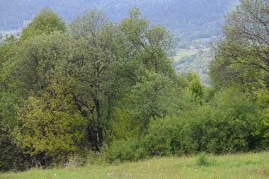 Doğanın güzel manzarası