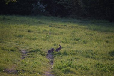 Çimlerin üzerinde genç geyik