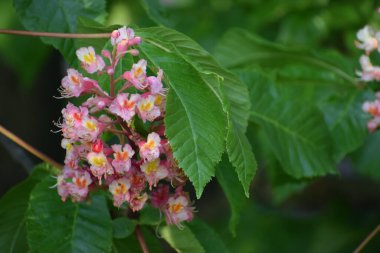 Bahçedeki güzel çiçekler