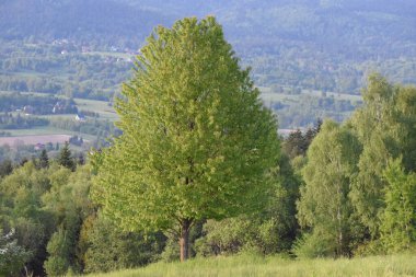 Yeşil ağaçların ve tepenin manzarası
