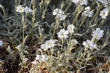 Bahçedeki güzel çiçekler