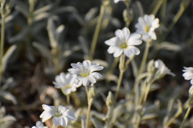 Bahçedeki güzel çiçekler