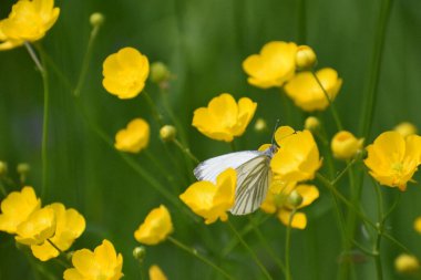 Sarı çiçeğin üzerindeki beyaz kelebek, yaklaş