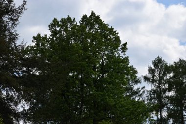 Ormanın güzel manzarası