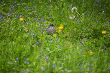 Çayırdaki kuşun güzel bir görüntüsü.