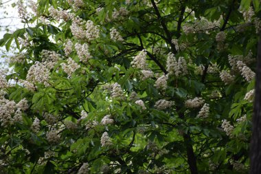 Kiraz ağacının bahar çiçekleri.