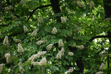 Bahçede beyaz çiçekler