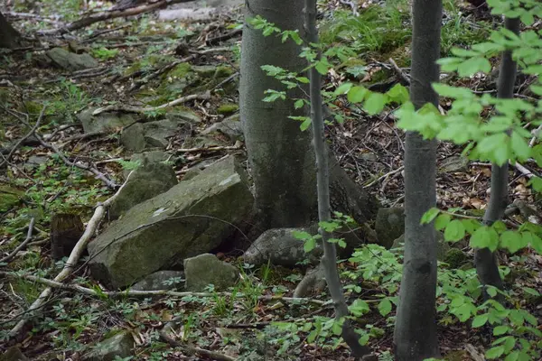 Dağlardaki ormanın güzel manzarası