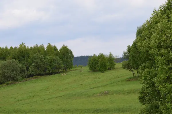 Yeşil çimenleri ve ağaçları olan güzel bir manzara.