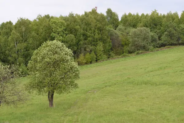 Bir çayır, ağaçlar ve mavi gökyüzü. yüksek kaliteli fotoğraf