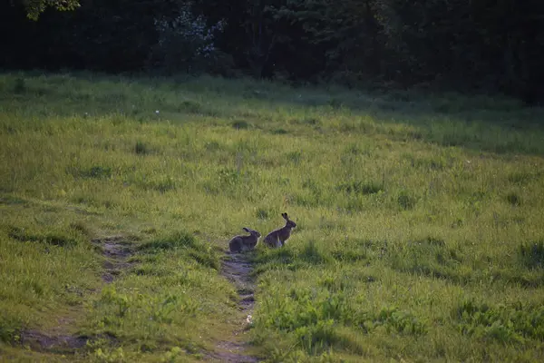 Çimlerin üzerinde genç geyik