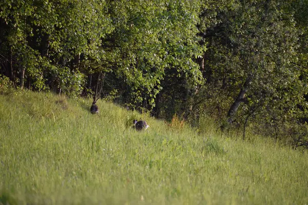 Bir ördek sürüsü tarlada