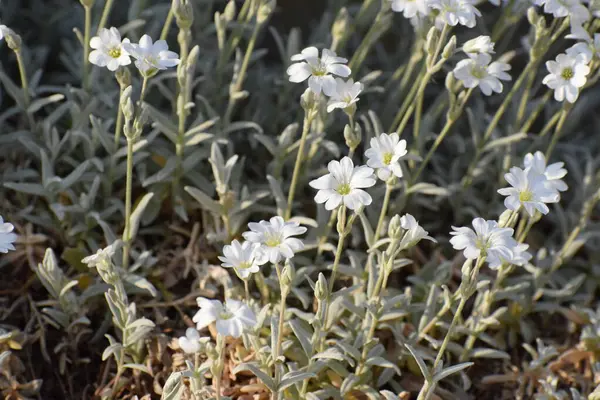 Bahçedeki güzel çiçekler