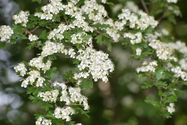 Ağaç beyaz çiçek çiçeklenme