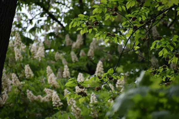 Bahçedeki çalıların beyaz çiçekleri