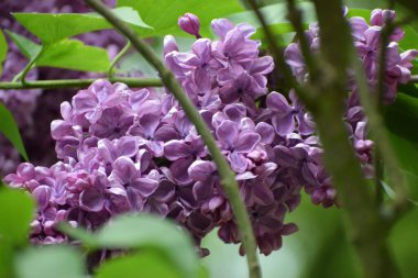 Bahçedeki güzel leylak çiçekleri