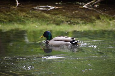 Sudaki yaban ördeği