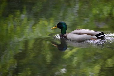 Gölette yüzen beyaz bir ördek