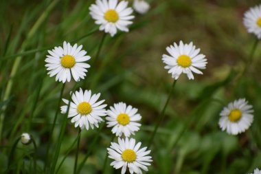 Bahçedeki güzel çiçekler