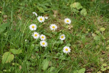 Bir çayırda papatyalar