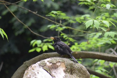 Bir kuşun yakın plan çekimi.