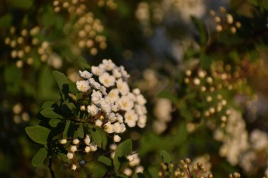 Bulanık arkaplanda açan beyaz çiçeklerin yakın plan çekimi.