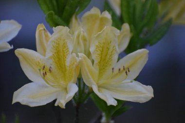 Bahçedeki güzel beyaz çiçekler