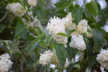 Güzel botanik fotoğrafı, doğal duvar kağıdı.