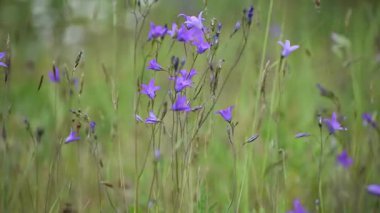 Bahçedeki güzel çiçeği kapat.