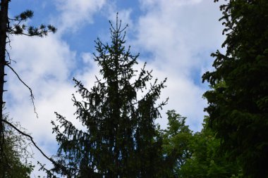 Yazın yeşil orman ağaçları güneşli bir günde